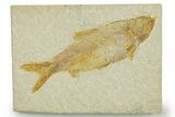 Detailed Fossil Fish (Knightia) - Wyoming #369406-1